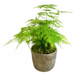 Asparagus Fern