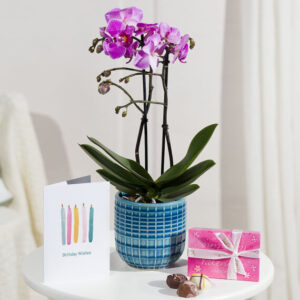 Phalaenopsis Birthday Gift