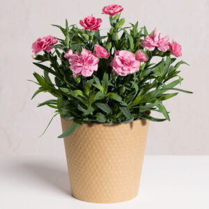 Pink Carnation Plant