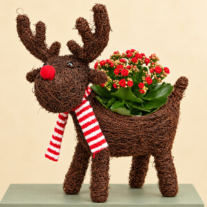 Rudolph Red Kalanchoe Planter