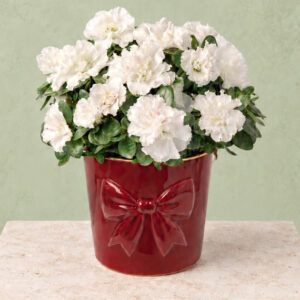 White Azalea in Bow Pot